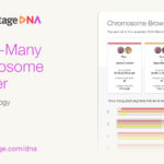 MyHeritage announced a major upgrade of its chromosome browser, making it easier for users to make the most of their DNA matches.